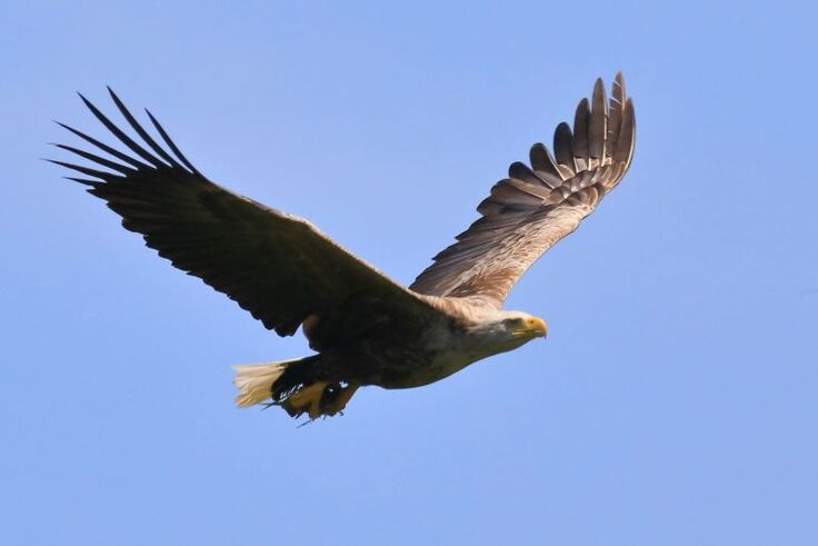 餌の魚を捕獲したオジロワシ風連湖にて撮影
