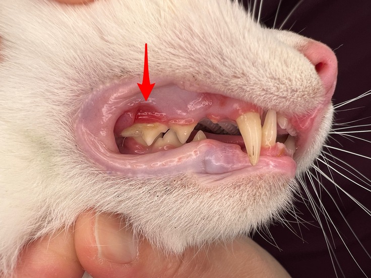 歯肉炎になった猫の歯茎