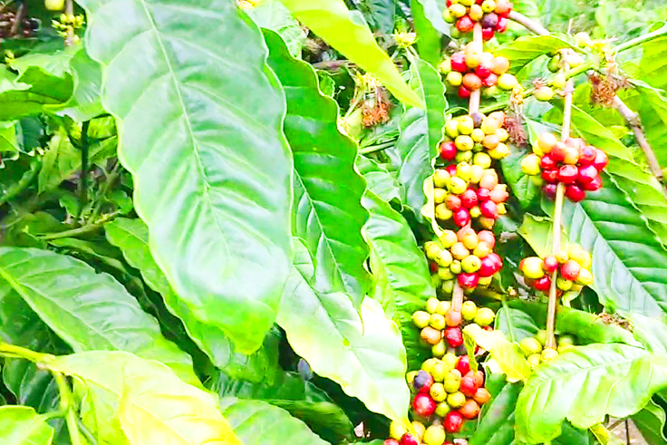 未完熟と完熟の実