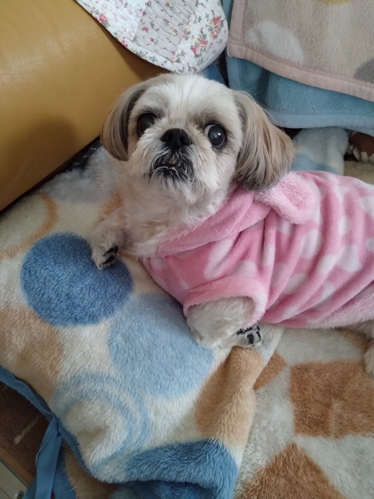 今日(2023.3.27)のなな