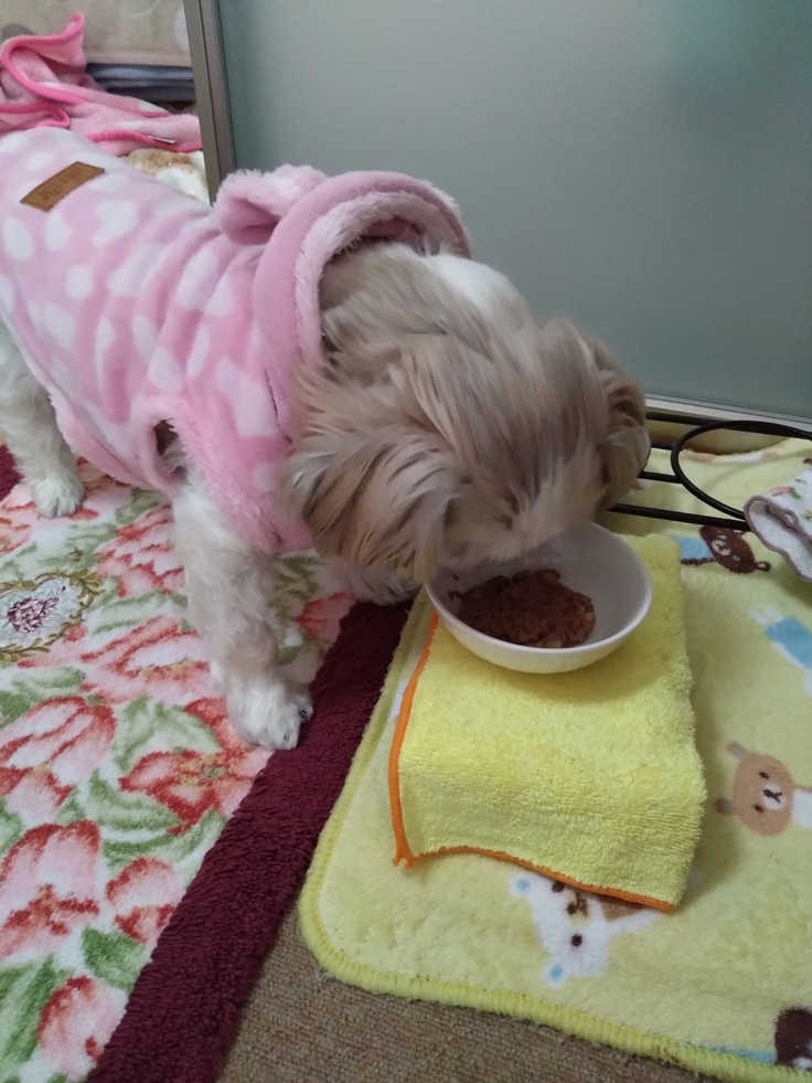 今日(2023.3.30)のなな