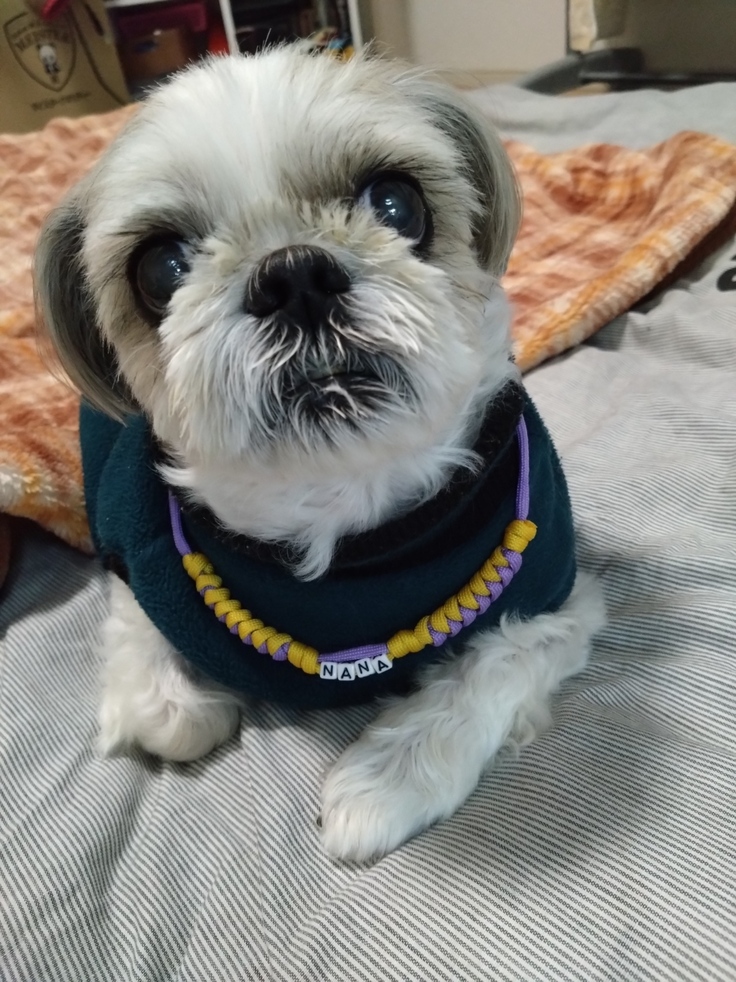 昨日の夜(2023.3.30)のなな