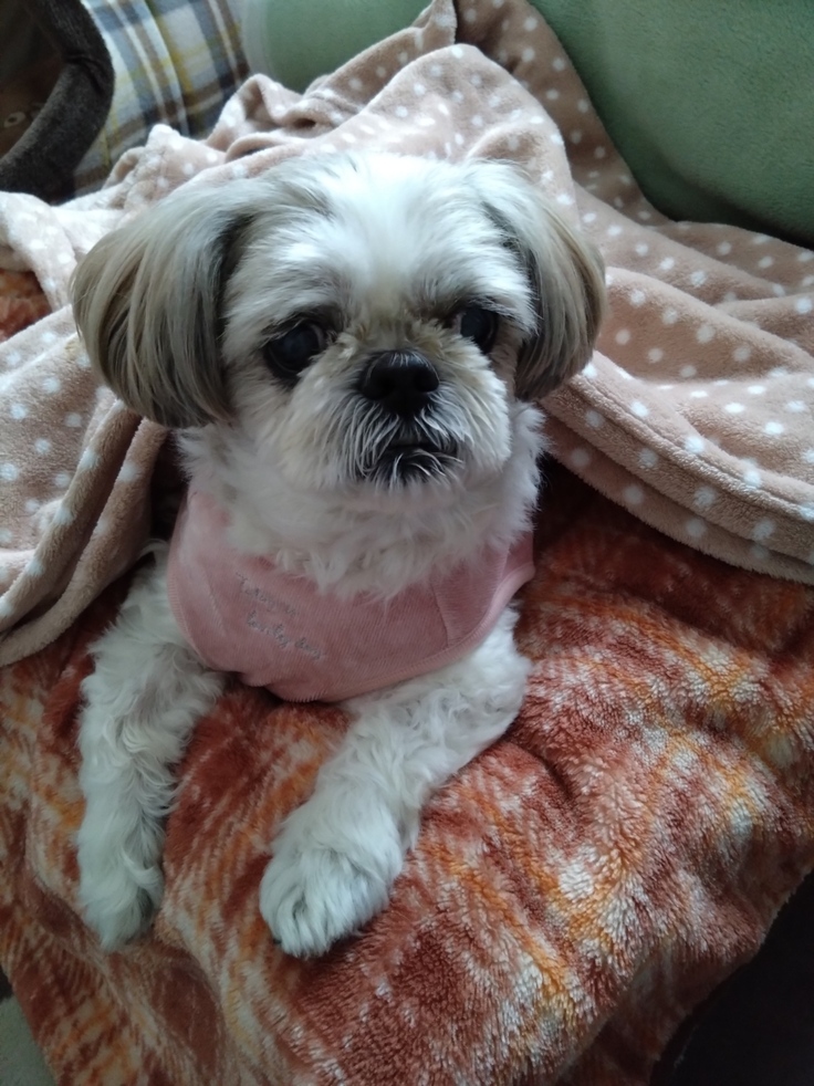 今日(2023.4.1)のなな