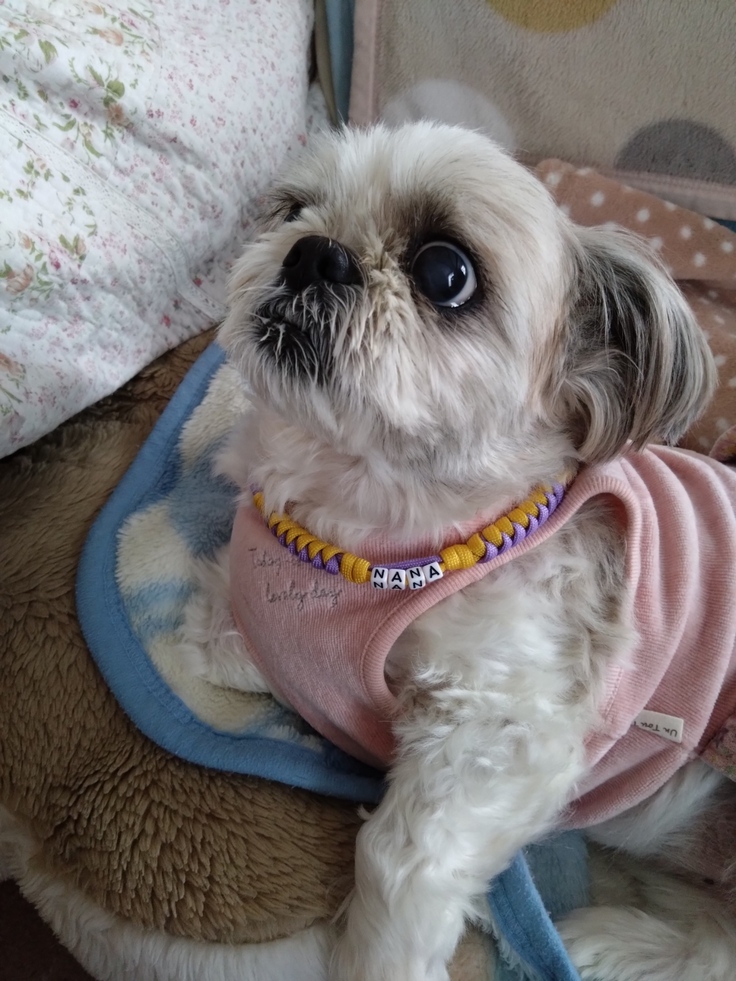 今日(2023.4.2)のなな