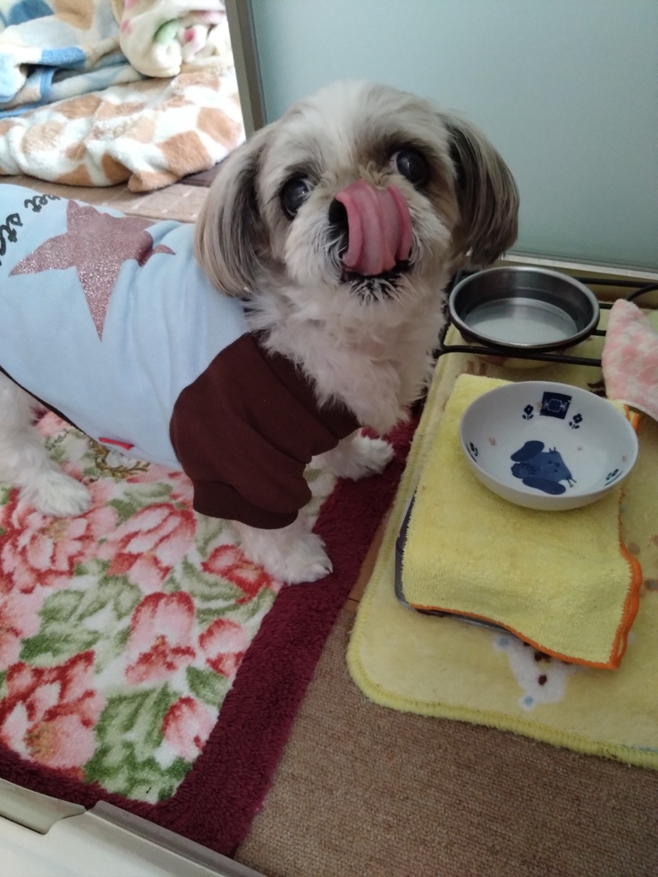 今日(2023.4.4)のなな