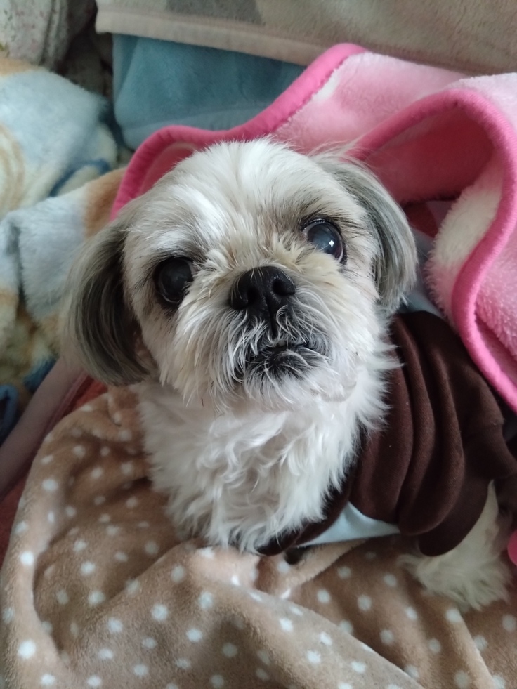 今日(2023.4.5)のなな