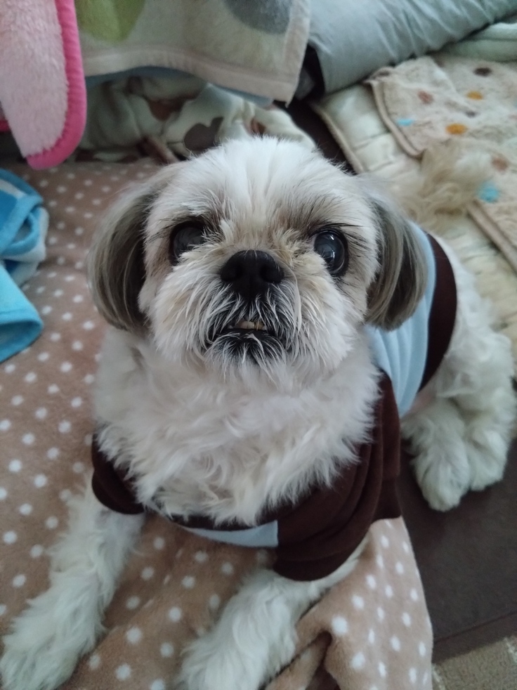 今日(2023.4.6)のなな