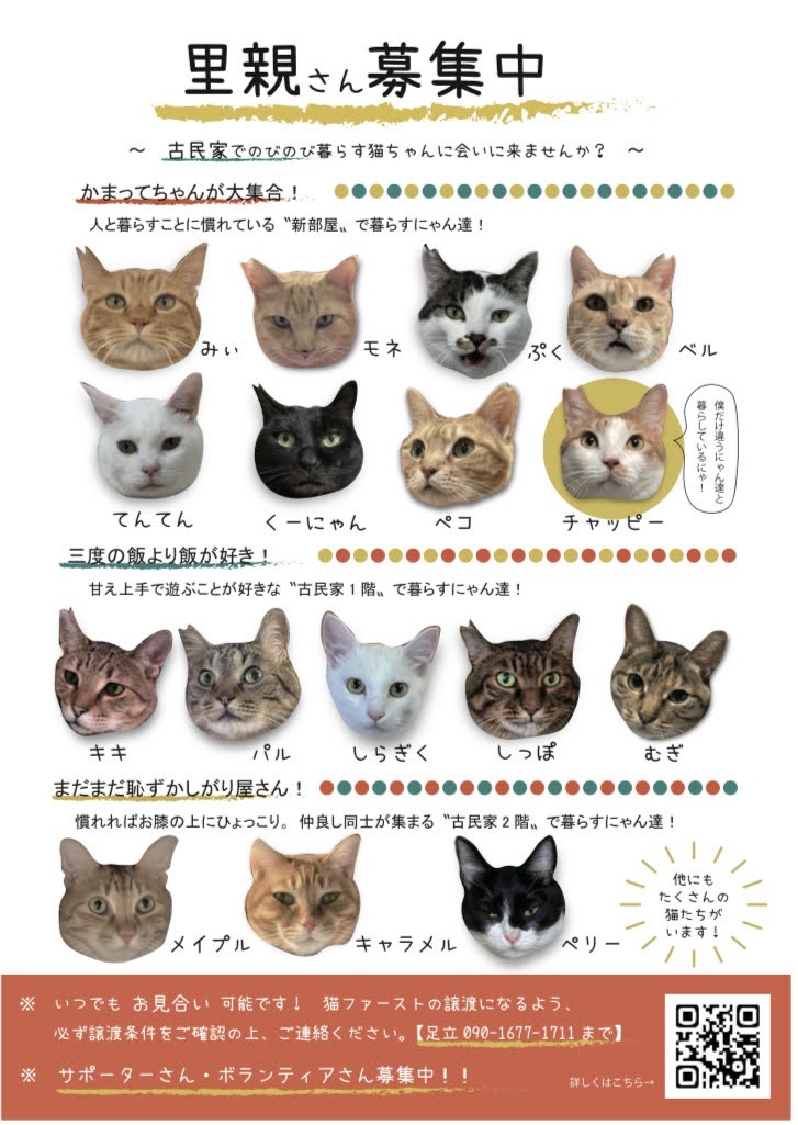 4月のオンライン譲渡会のお知らせ 55匹の命を繋ぐため緊急でシェルター