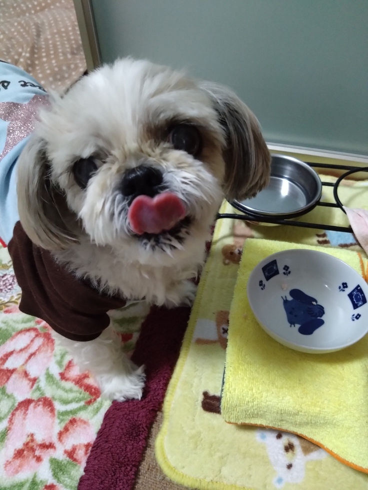 今日(2023.4.7)のなな