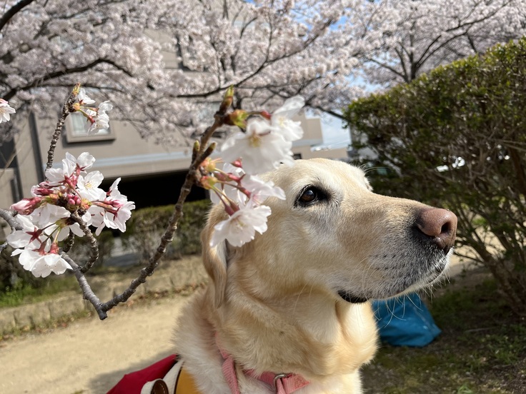 PR犬と桜