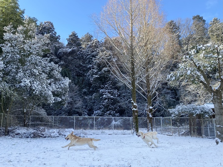 少なくとも６年以上ぶりに雪が積もった協会。滅多に見ない雪に大はしゃぎする犬たち
