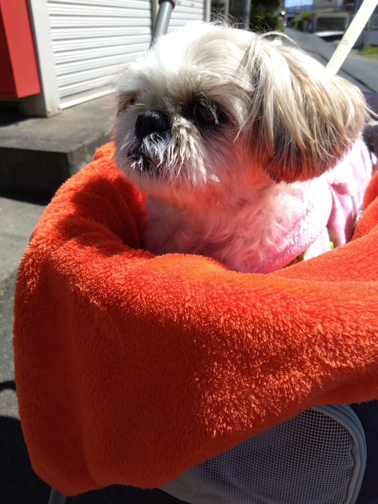 今日(2023.4.8)のなな