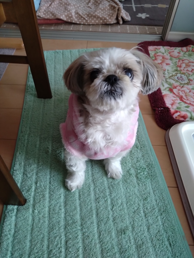 今日(2023.4.9)のなな