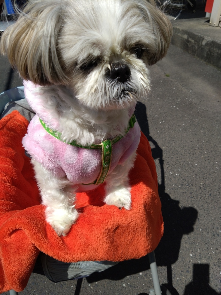 昨日(2023.4.9)のなな