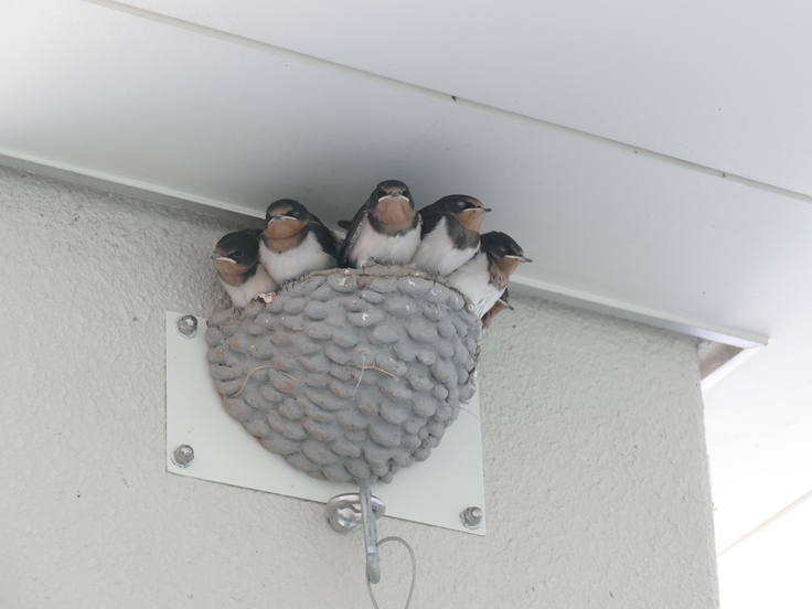 豊浜サービスエリア人工巣