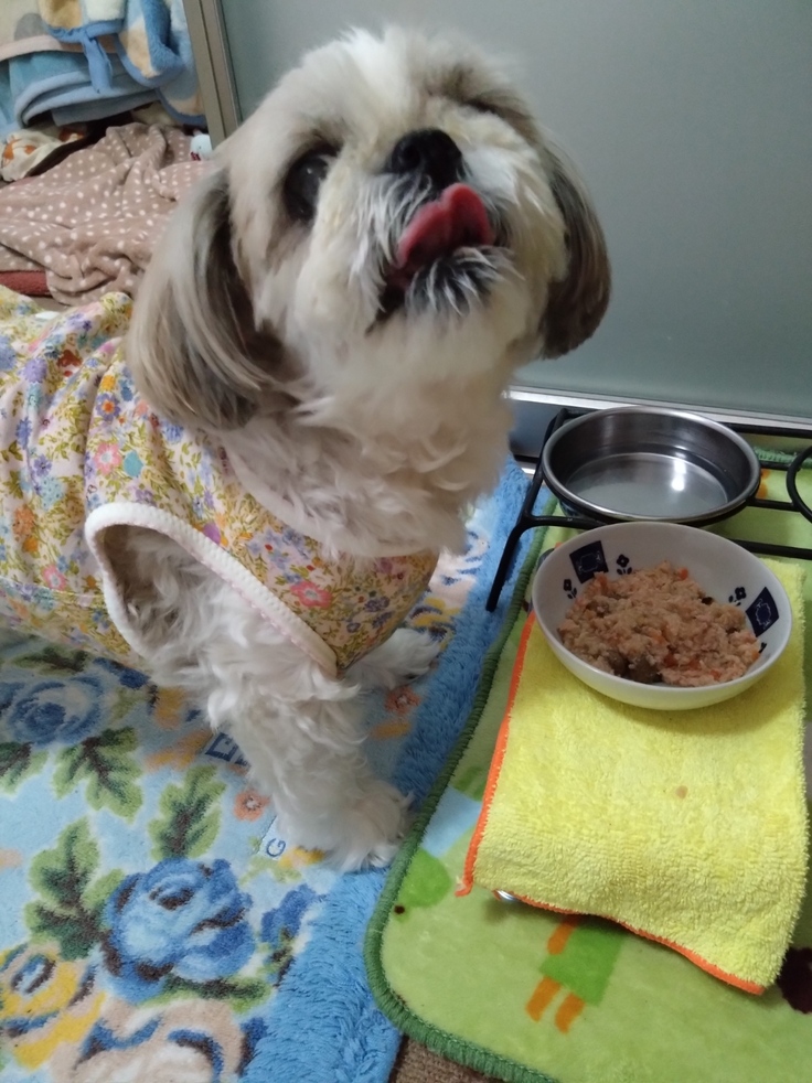 今日(2023.4.11)のなな