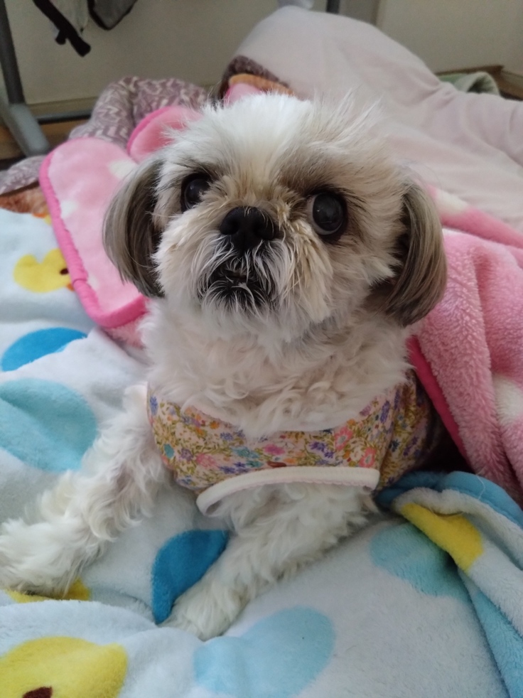 今日(2023.4.13)のなな