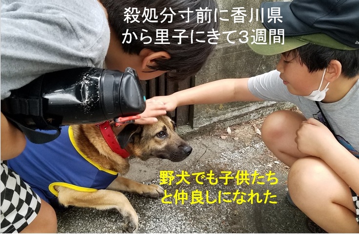 里子に来て３週間～元野犬でも子供たちと仲良くできる