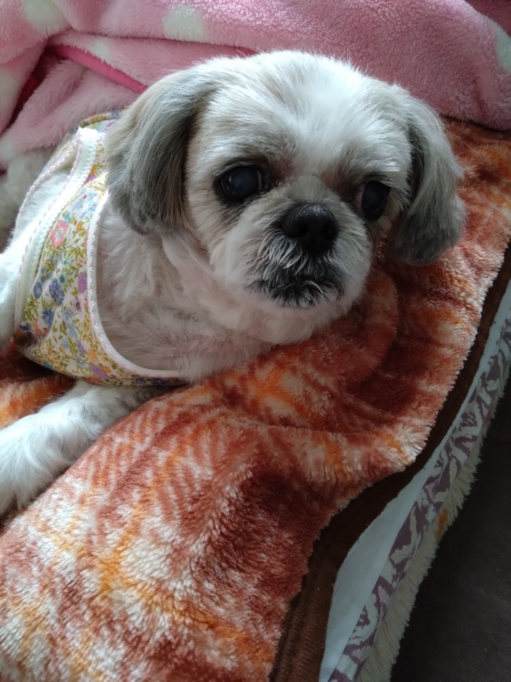 今日(2023.4.15)のなな