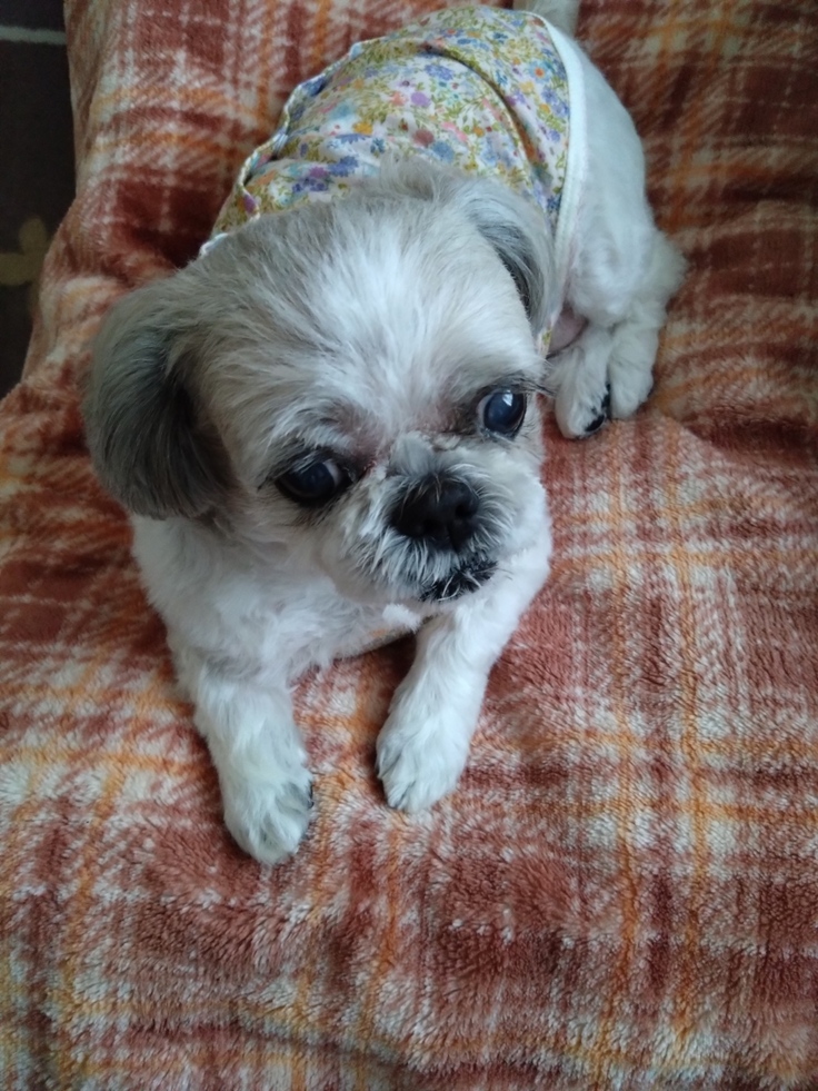 今日(2023.4.16)のなな