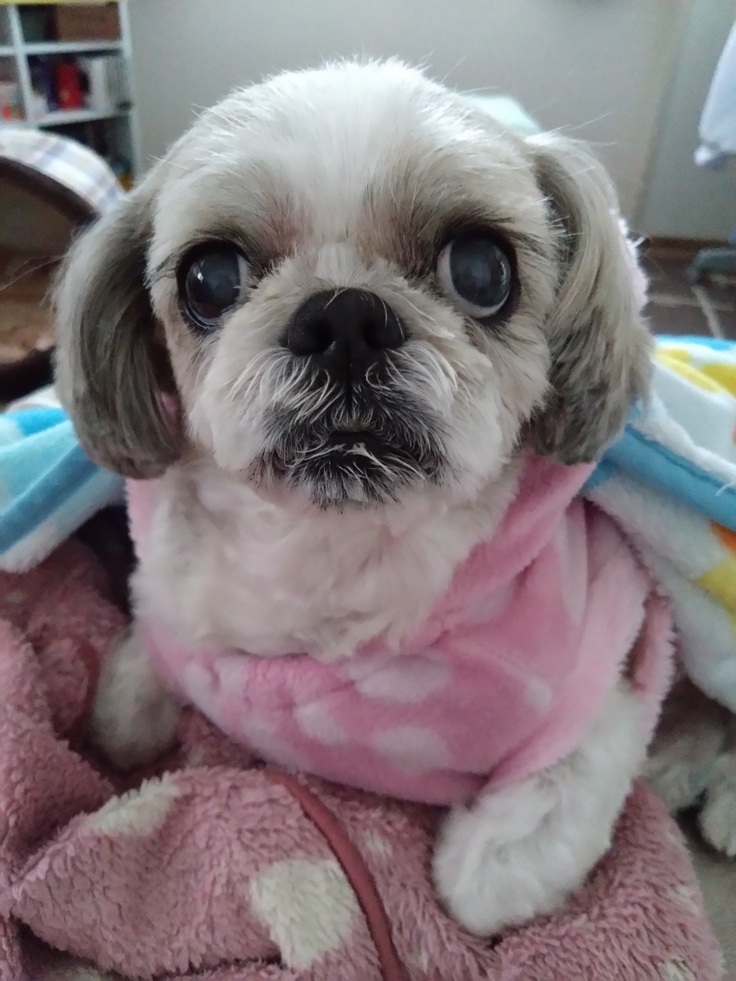 今日(2023.4.17)のなな