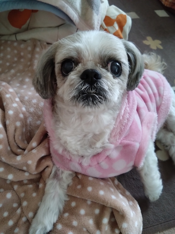 今日(2023.4.18)のなな