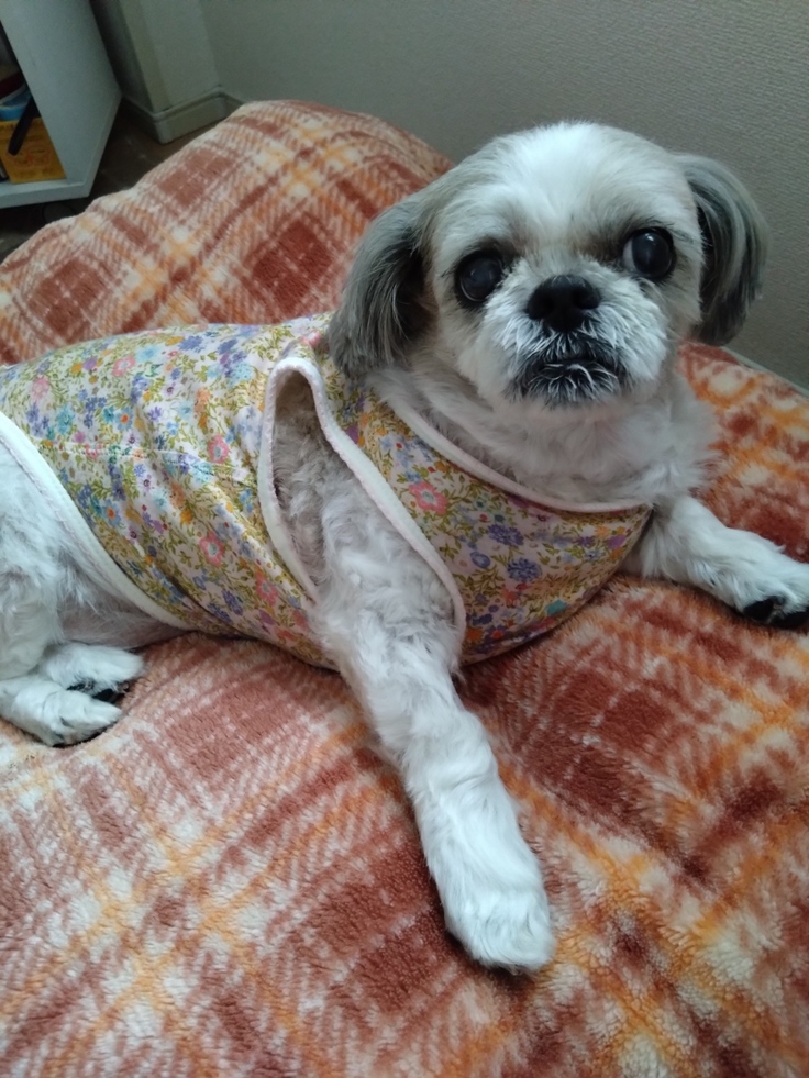 今日(2023.4.19)のなな