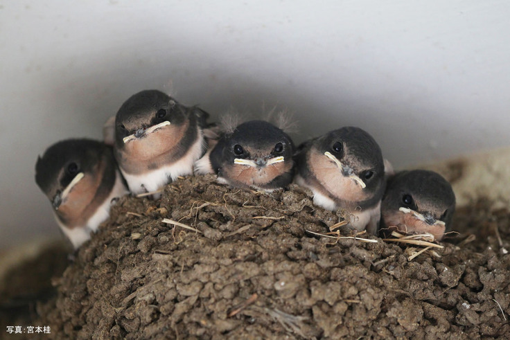 ツバメの巣とヒナ