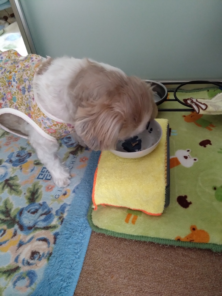 今日(2023.4.20)のなな