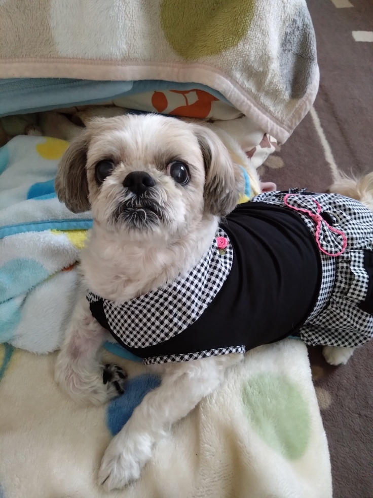 今日(2023.4.22)のなな