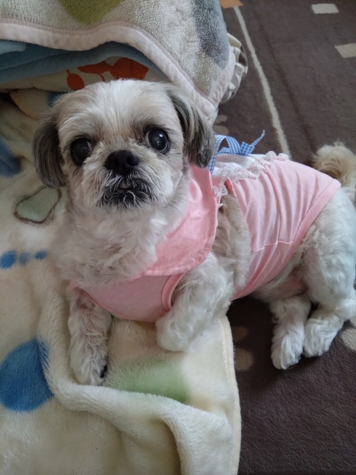 今日(2023.4.23)のなな