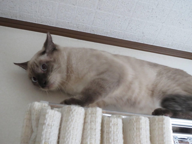 初顔合わせのもねちゃん