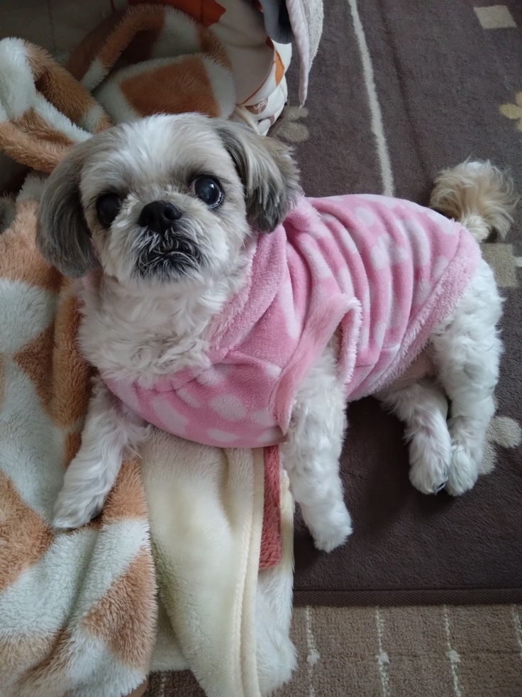 今日(2023.4.26)のなな