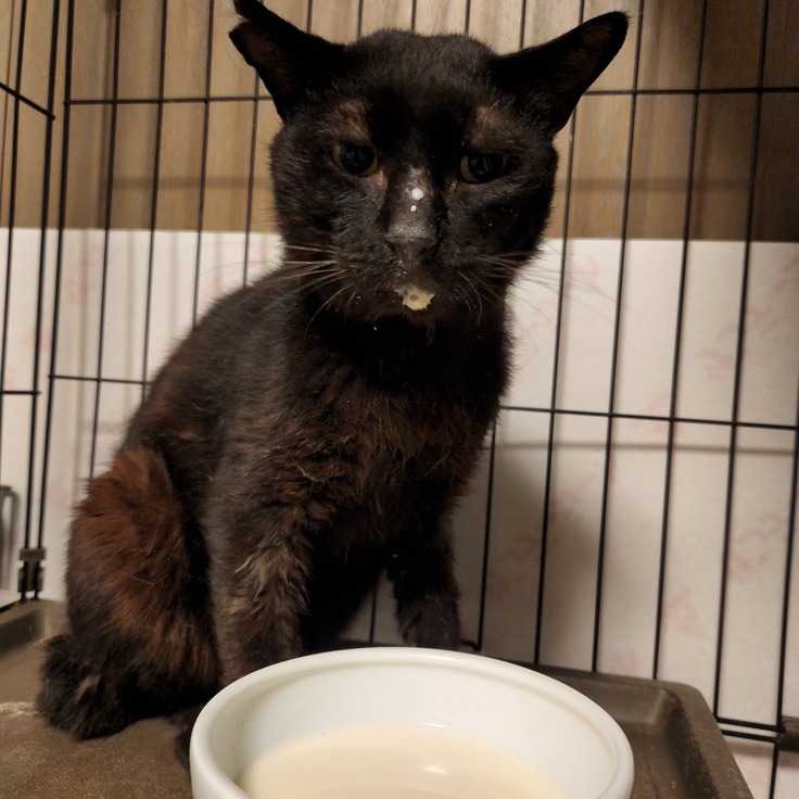 毒エサを置かれたり虐待を受けていた子