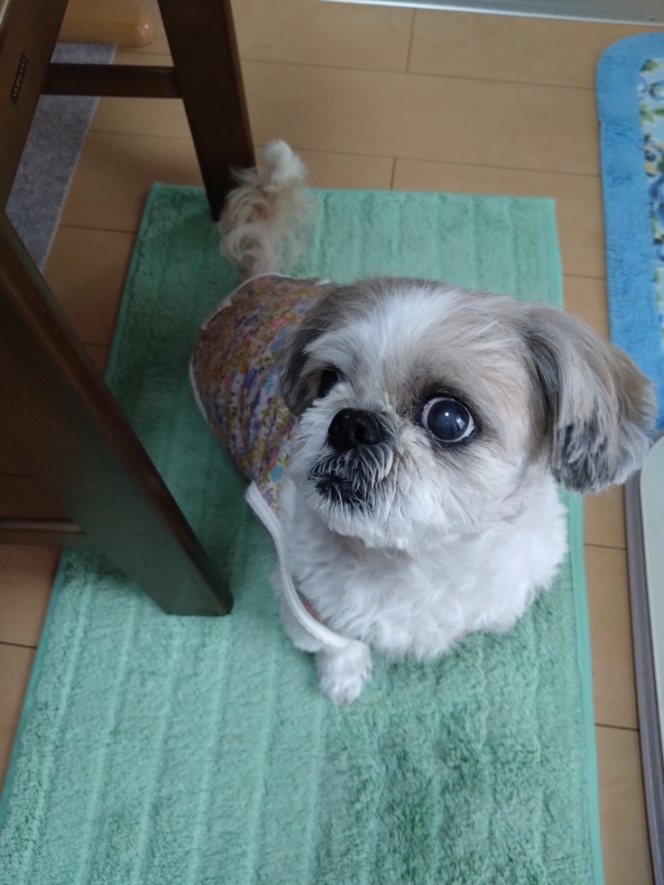 今日(2023.4.29)のなな