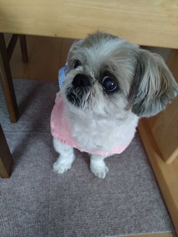 今日(2023.4.30)のなな