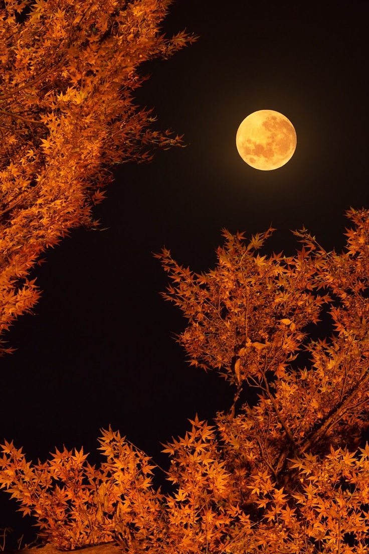 紅葉と月の写真
