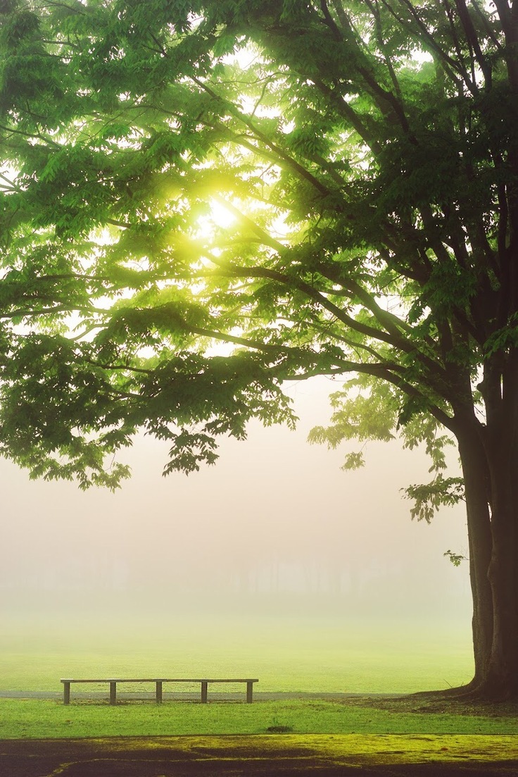 木とベンチの写真