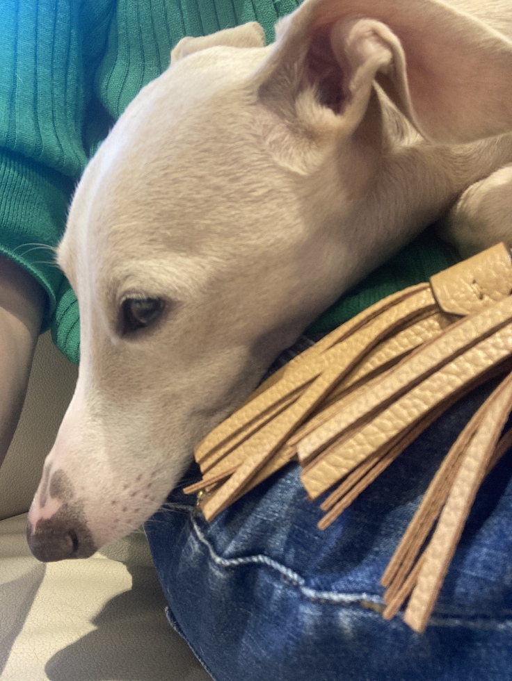 入院前のレオーネの様子