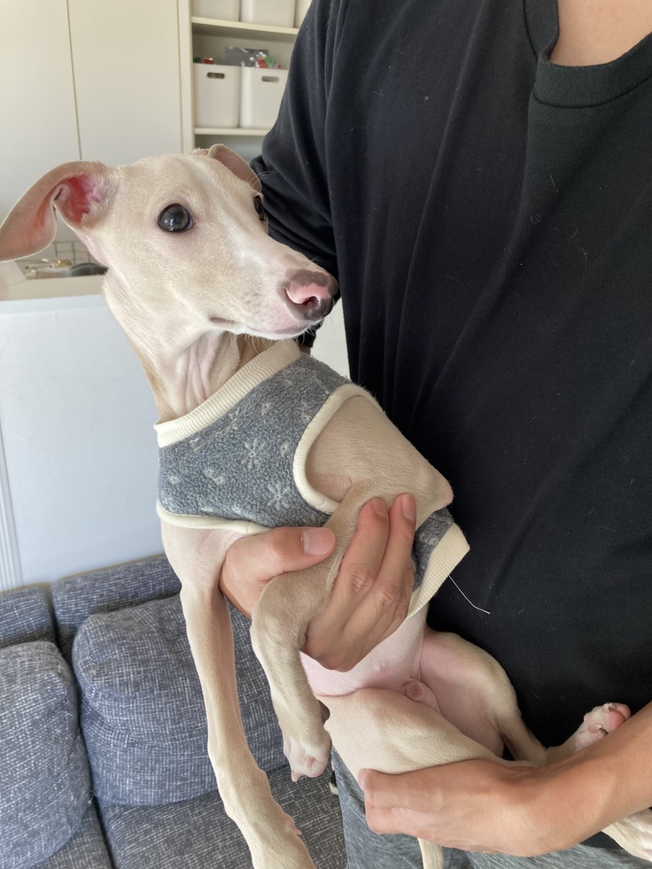 我が家に来て３ヶ月経った頃の元気なレオーネ