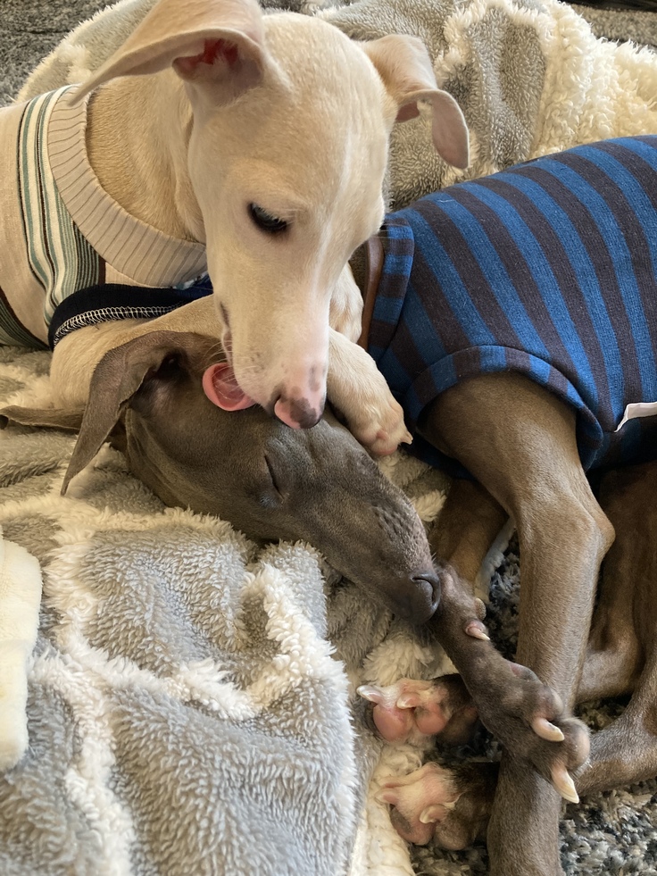 レオーネの大好きな先住犬カロとのひと時