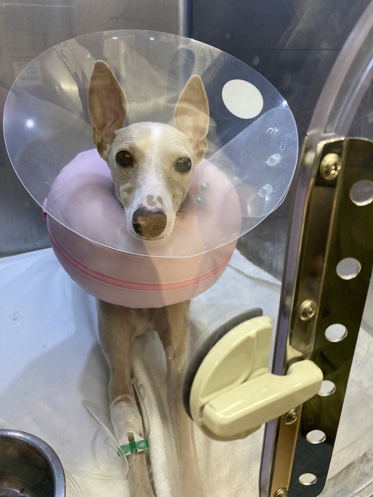 ICUで治療中のレオーネ