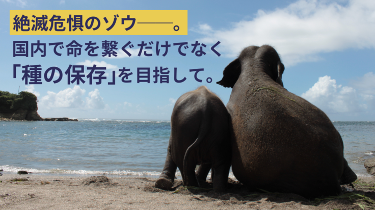 日本国内での繁殖成功は「ゾウの絶滅危機を救う」一歩に繋がる。 絶滅