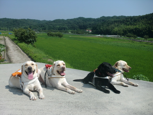 集まる４頭の犬