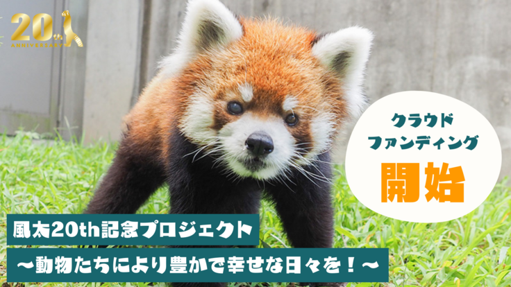 千葉市動物公園がクラウドファンディング挑戦中！ 風太20th記念