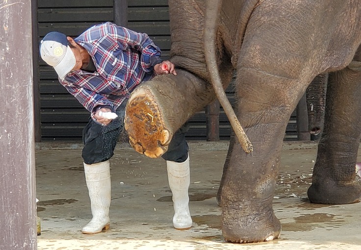 ゾウは家族」ぞう使いとゾウの深い絆 絶滅の危機｜日本生まれのゾウ