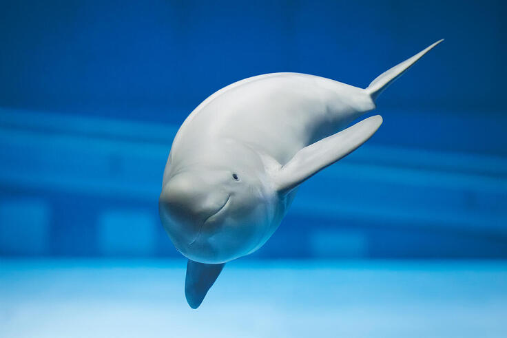 スナメリ（写真：海遊館提供）