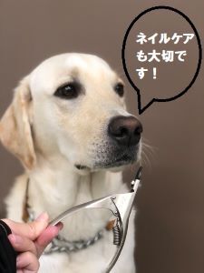 犬の爪切りのお話 日本ライトハウス盲導犬訓練所｜社会で支え合う