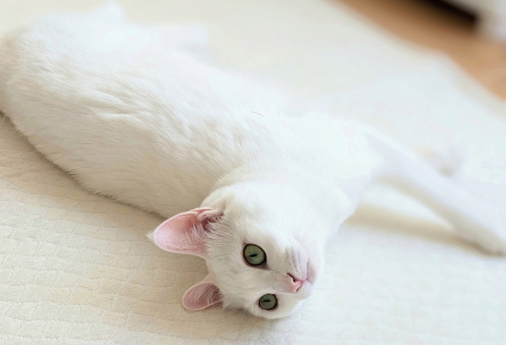 白猫イメージ