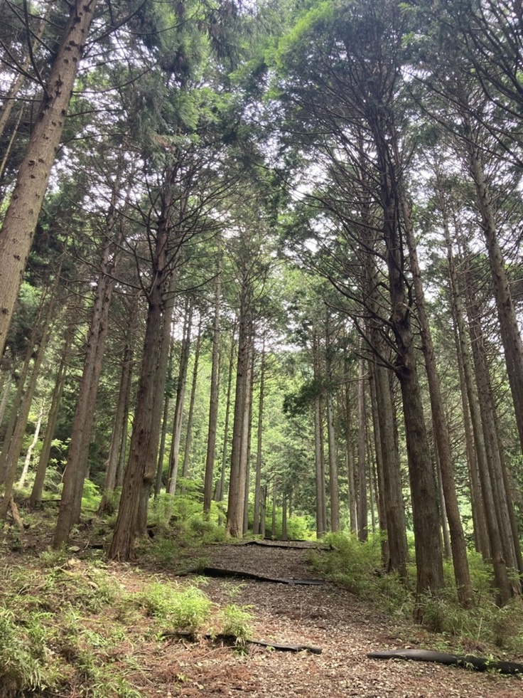 東丹沢の森